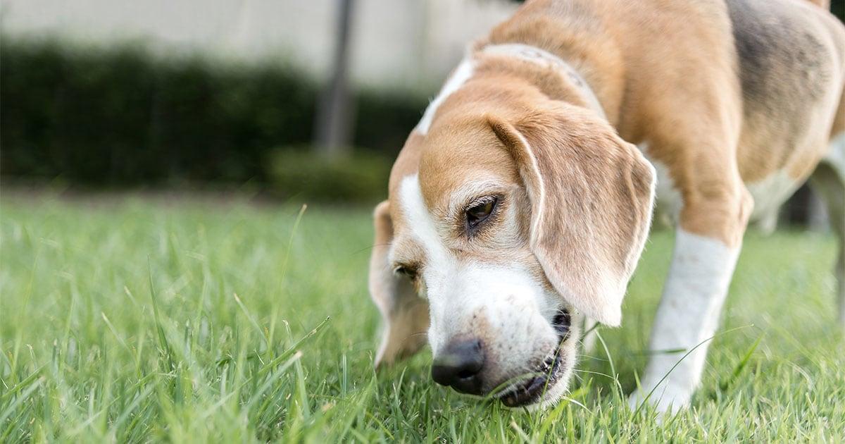 Why Do Dogs Eat Their Vomit