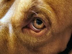 Entropion in Dogs