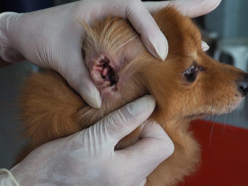 Chronic Red Ears in Chihuahuas: Causes, Treatments, and Prevention