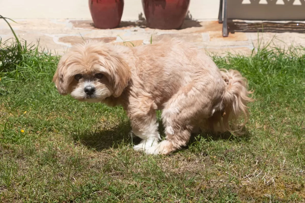 How To Make A Constipated Dog Poop Quickly