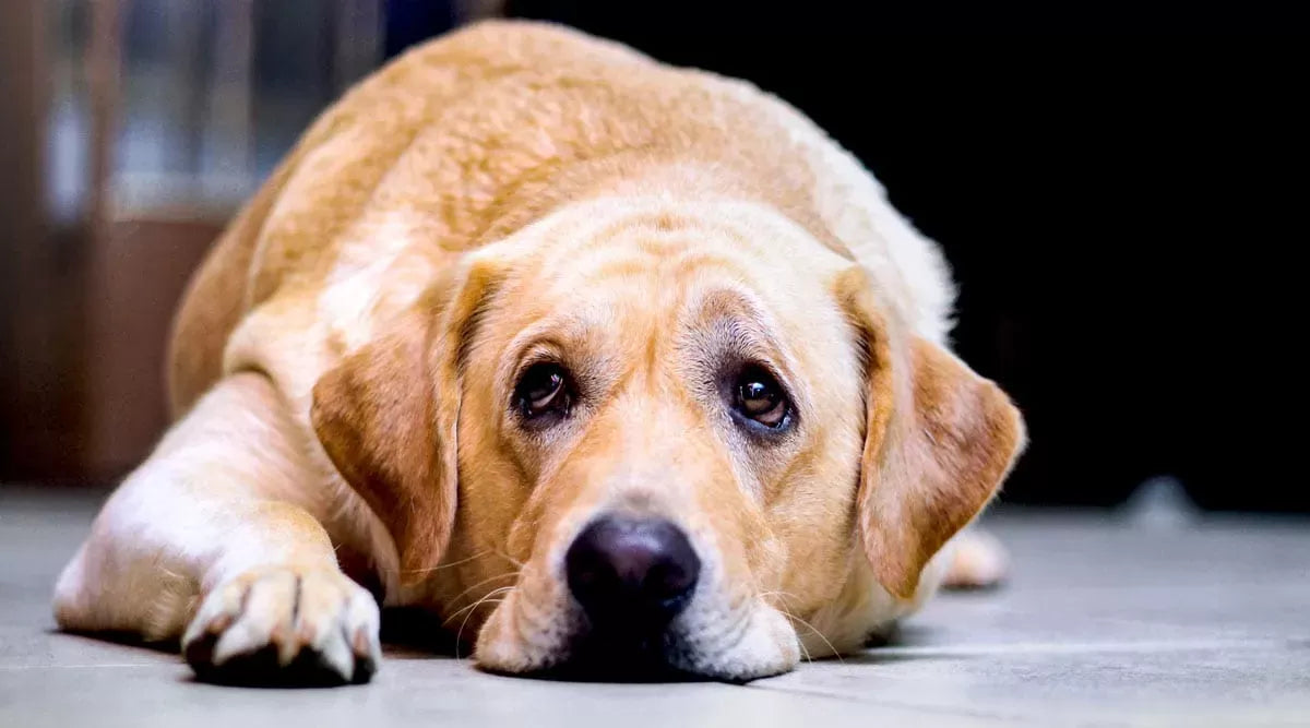 Unveiling the Invisible Threat: Signs of Parasites in Dogs