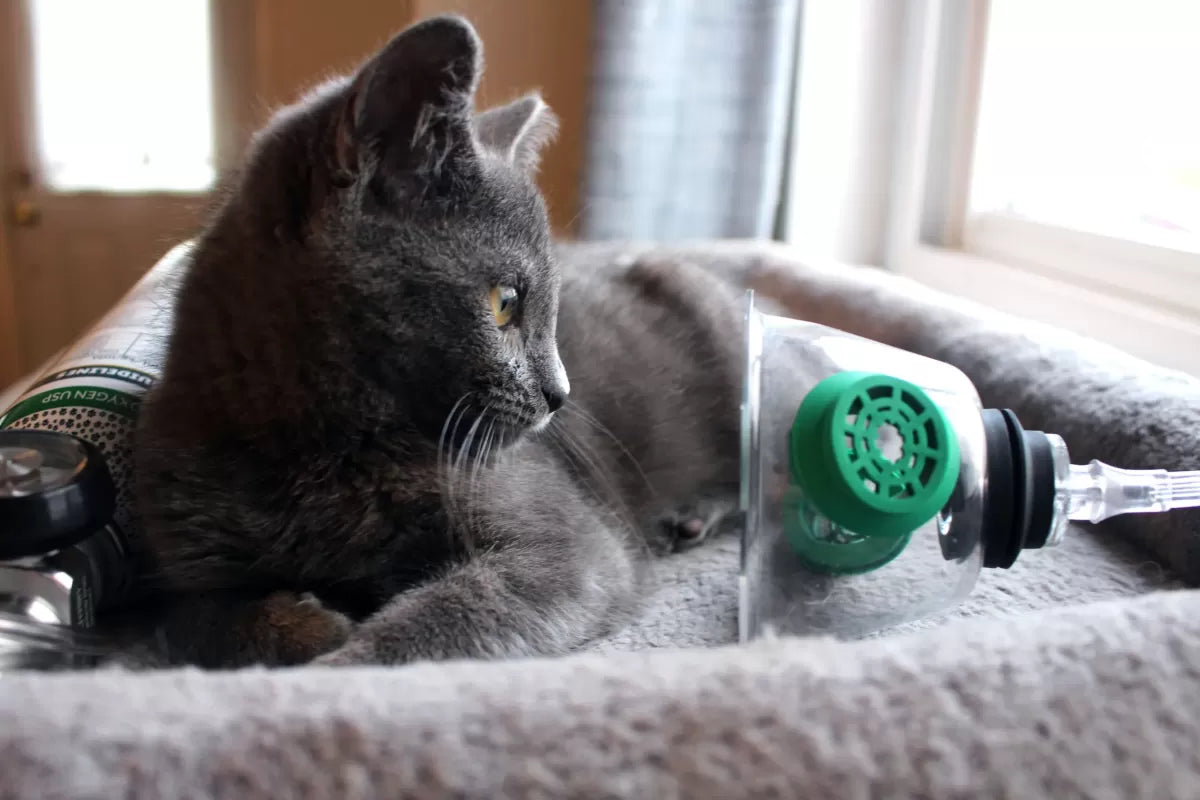 Can Cats Have Asthma