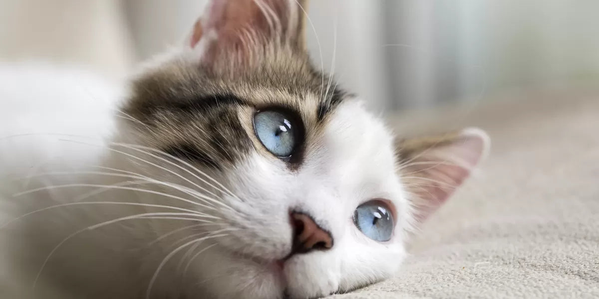 Acid Reflux in Cats​