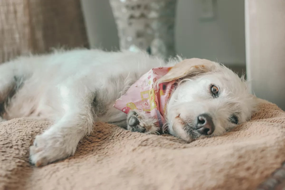Canine Autoimmune Disease Symptoms