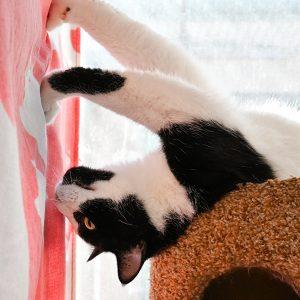 When to Put Down A Cat with FIV