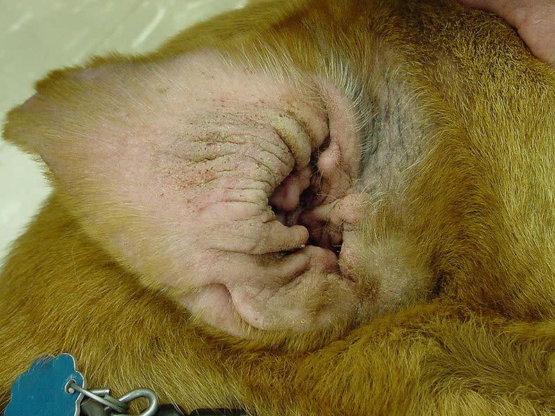 Dry Dog Ears: Causes, Treatment, and Prevention
