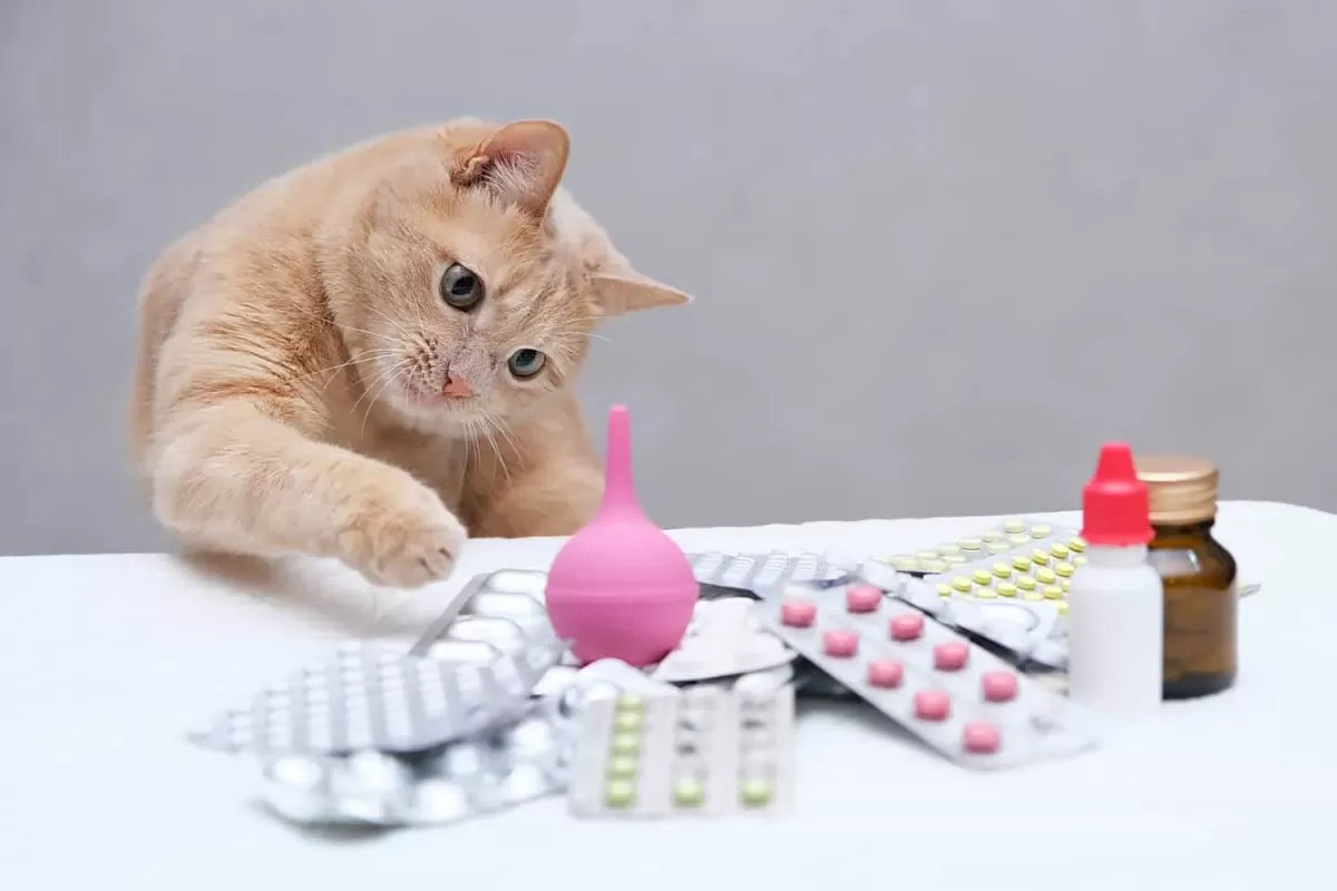 Metronidazole for Cats