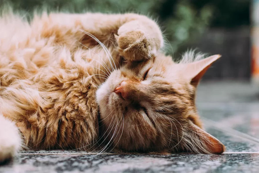 Can Stress Cause Hot Spots on Cats