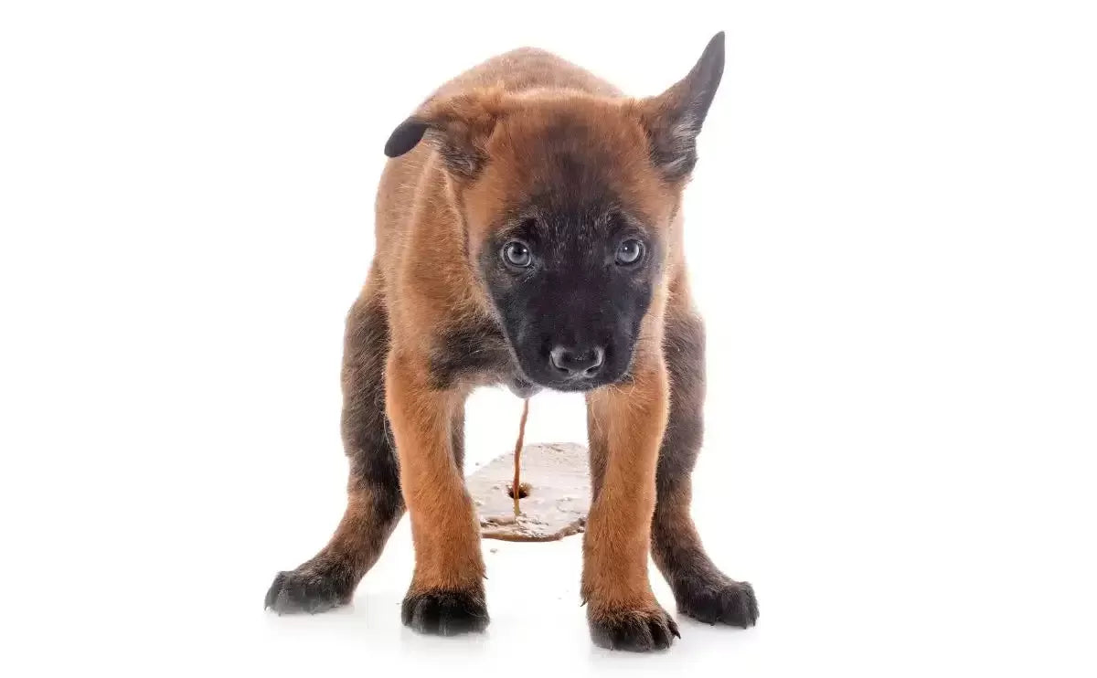 Dog Has Diarrhea But Acting Normal