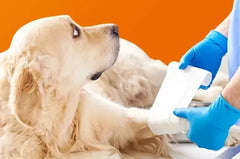 2025 The Best Hip and Joint Supplement for Dogs