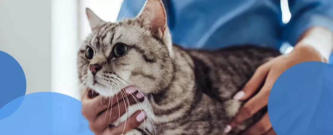Dewormer for Cats: What Should You Know
