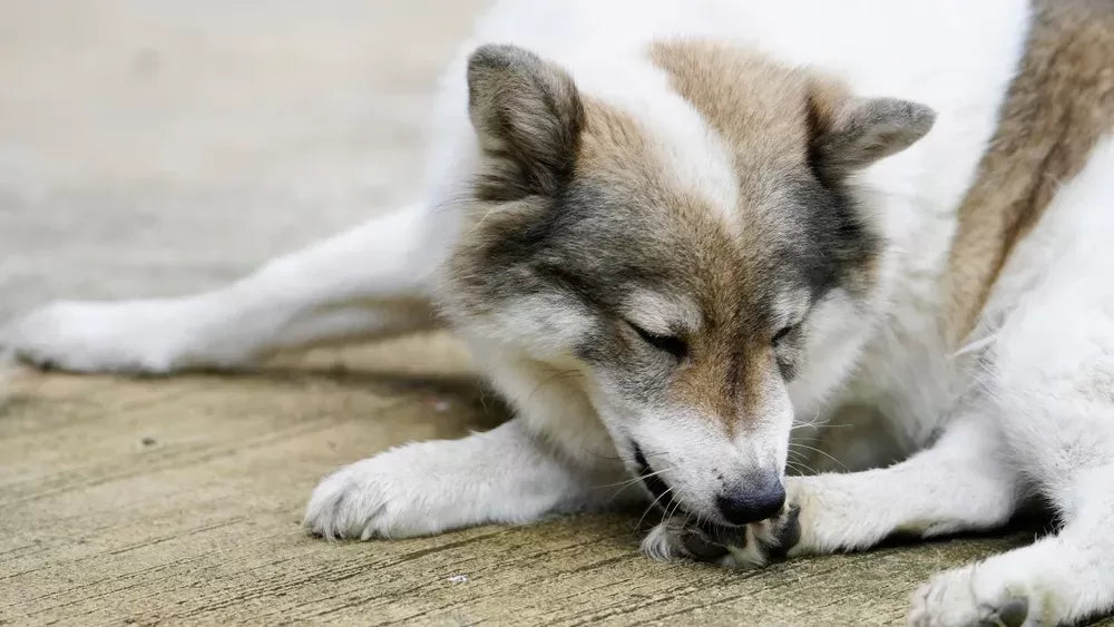 Understanding Dog Chewing Paws: A Comprehensive Guide