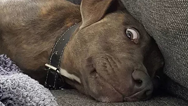 The Enigmatic "Dog Side Eye": Decoding Canine Communication