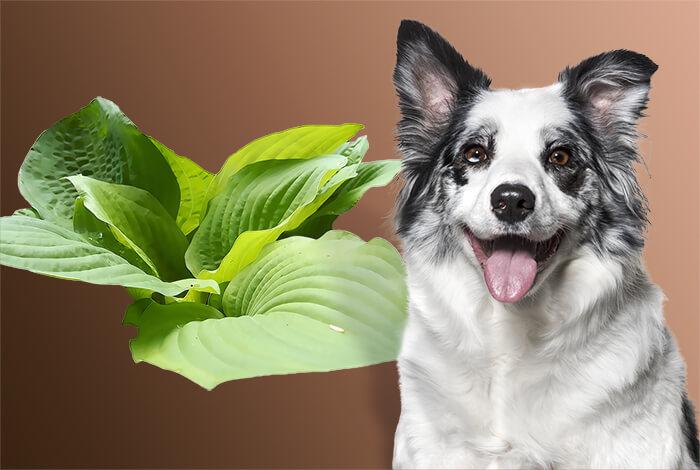 Are Hostas Poisonous to Dogs