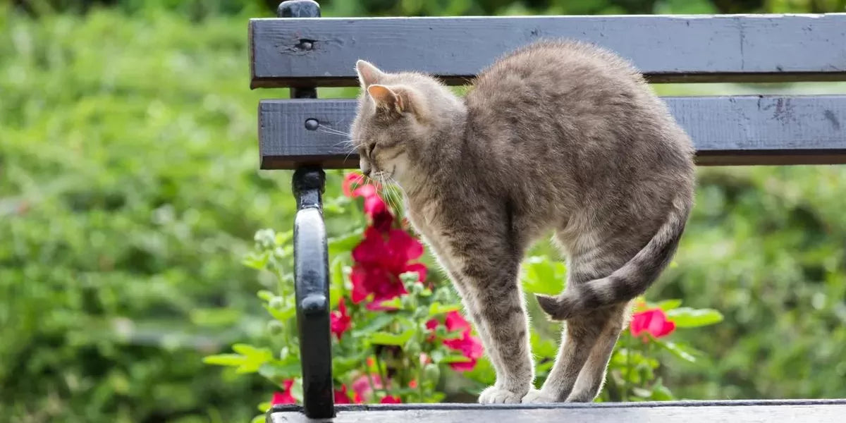 Why Do Cats Arch Their Backs
