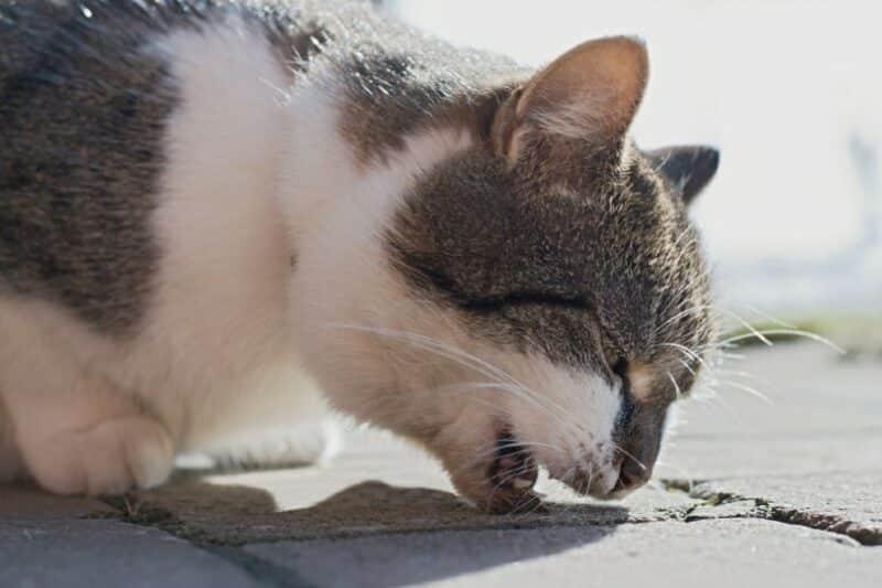 Feline Worms in Vomit: Causes, Symptoms, Treatment, and Prevention