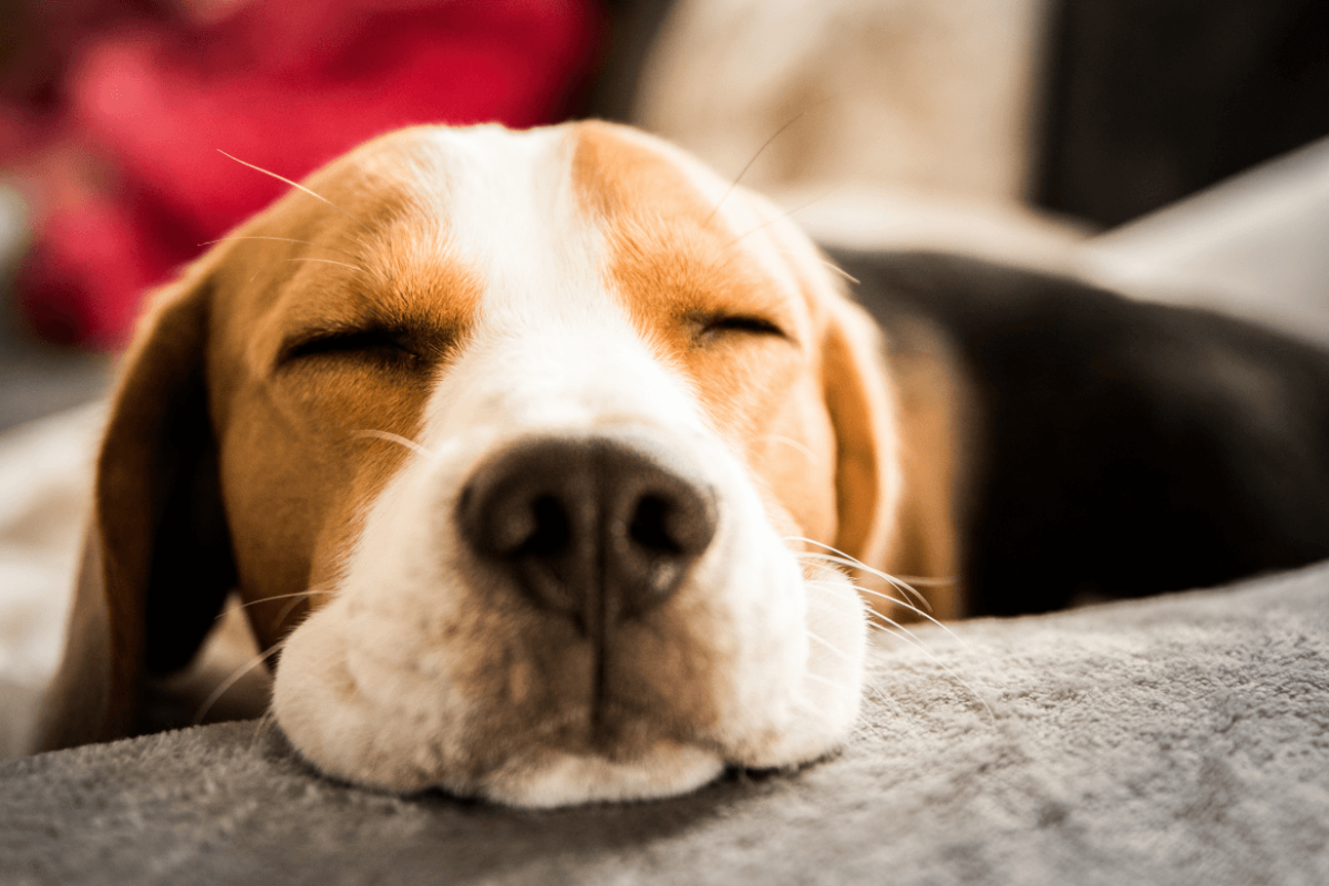Diabetes in Dogs​