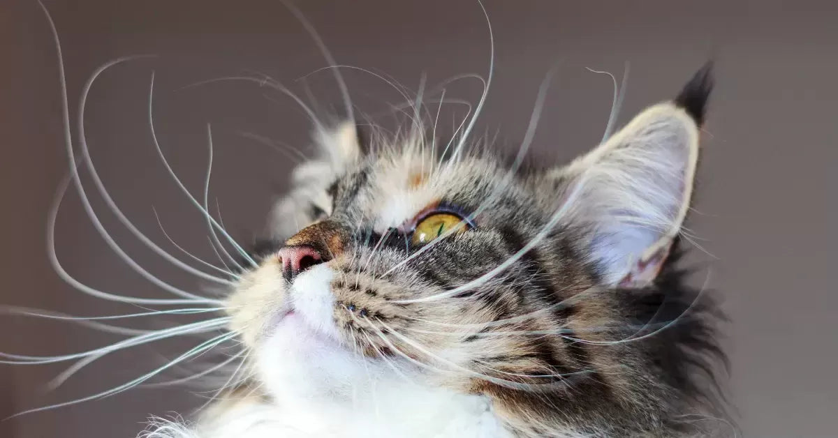 Why Do Cats Have Whiskers