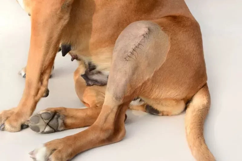Dog Joint Pain: Signs and How to Help