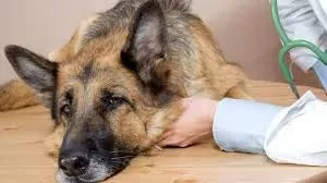 Understanding and Managing Smelly Watery Diarrhea in Dogs