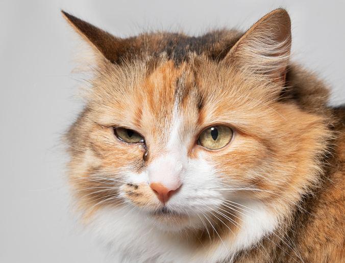 Herpes in Cats