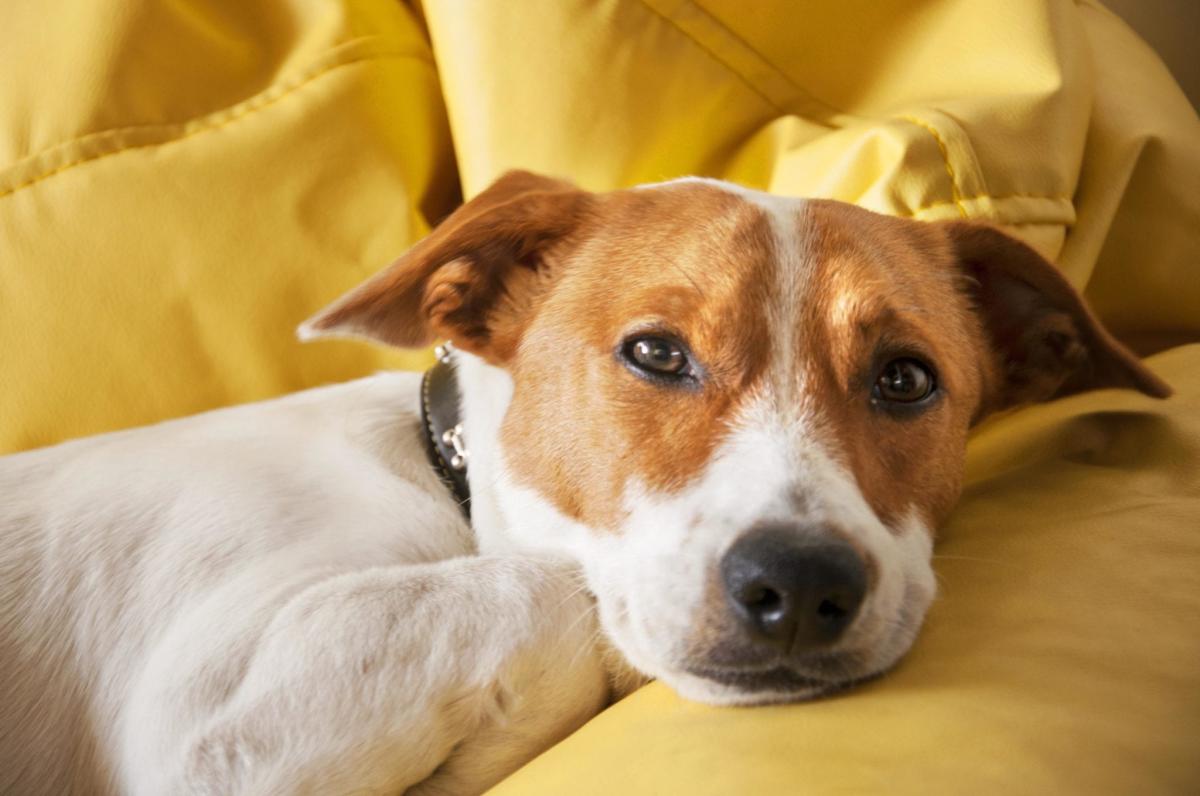 My Dog is Lethargic But Eating and Drinking: What You Need to Know