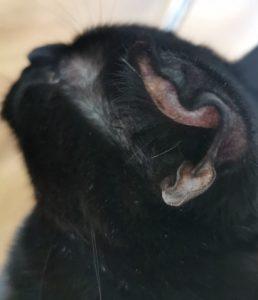 Swelling in Cat's Ear: Causes, Symptoms, and Treatment