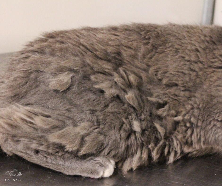 Why Is My Cats Fur Matted On His Back