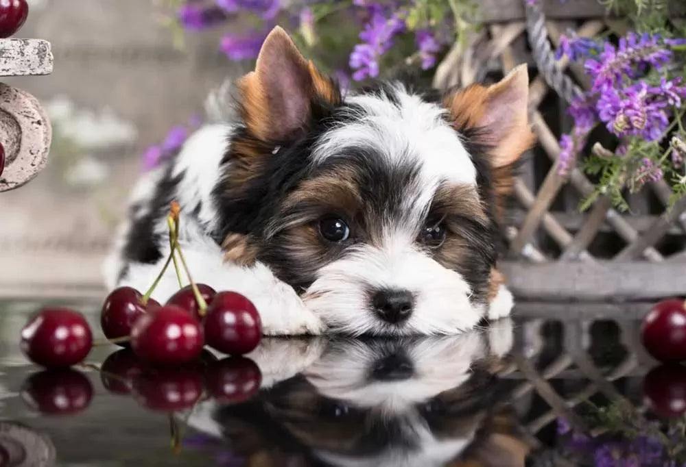 Can Dogs Eat Cherries