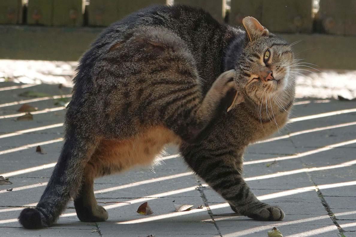 Cat Keeps Scratching Ear: How to Help Your Cat Find Relief