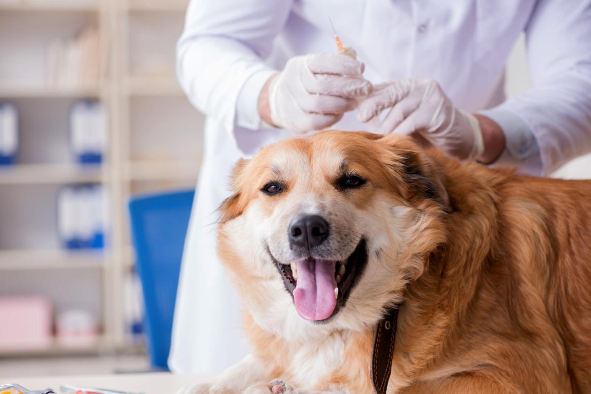 What Shots Do Dogs Need Yearly