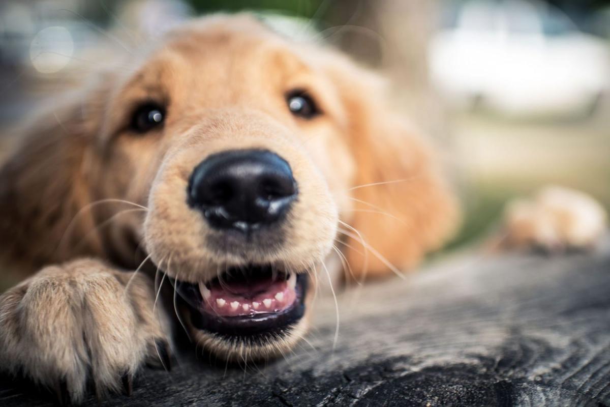 Dog Inflamed Gums
