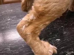 Seborrhea In Dogs