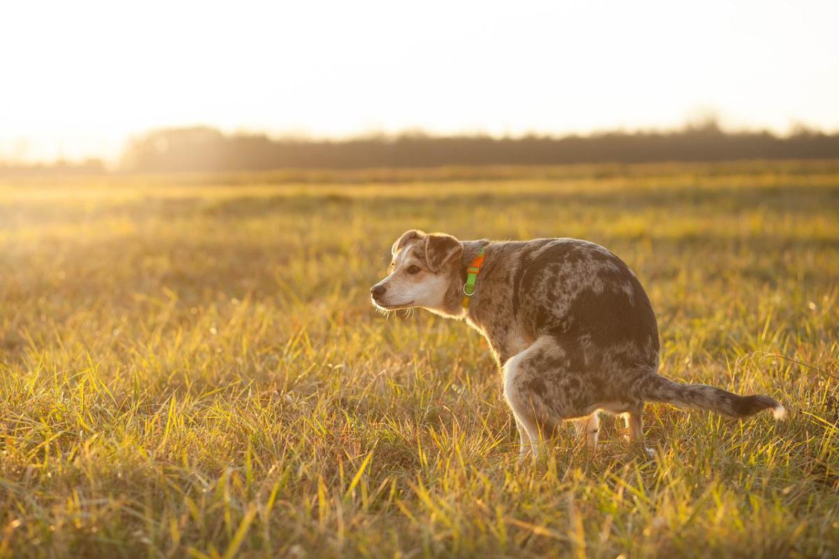 Dog Poop Orange