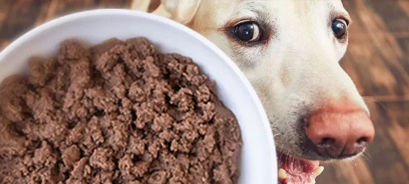 What Not to Feed Dogs with Colitis