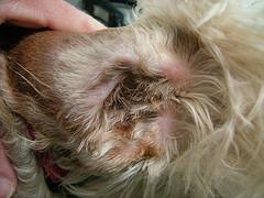 Should You Pull Hairs From Inside Dog Ears​