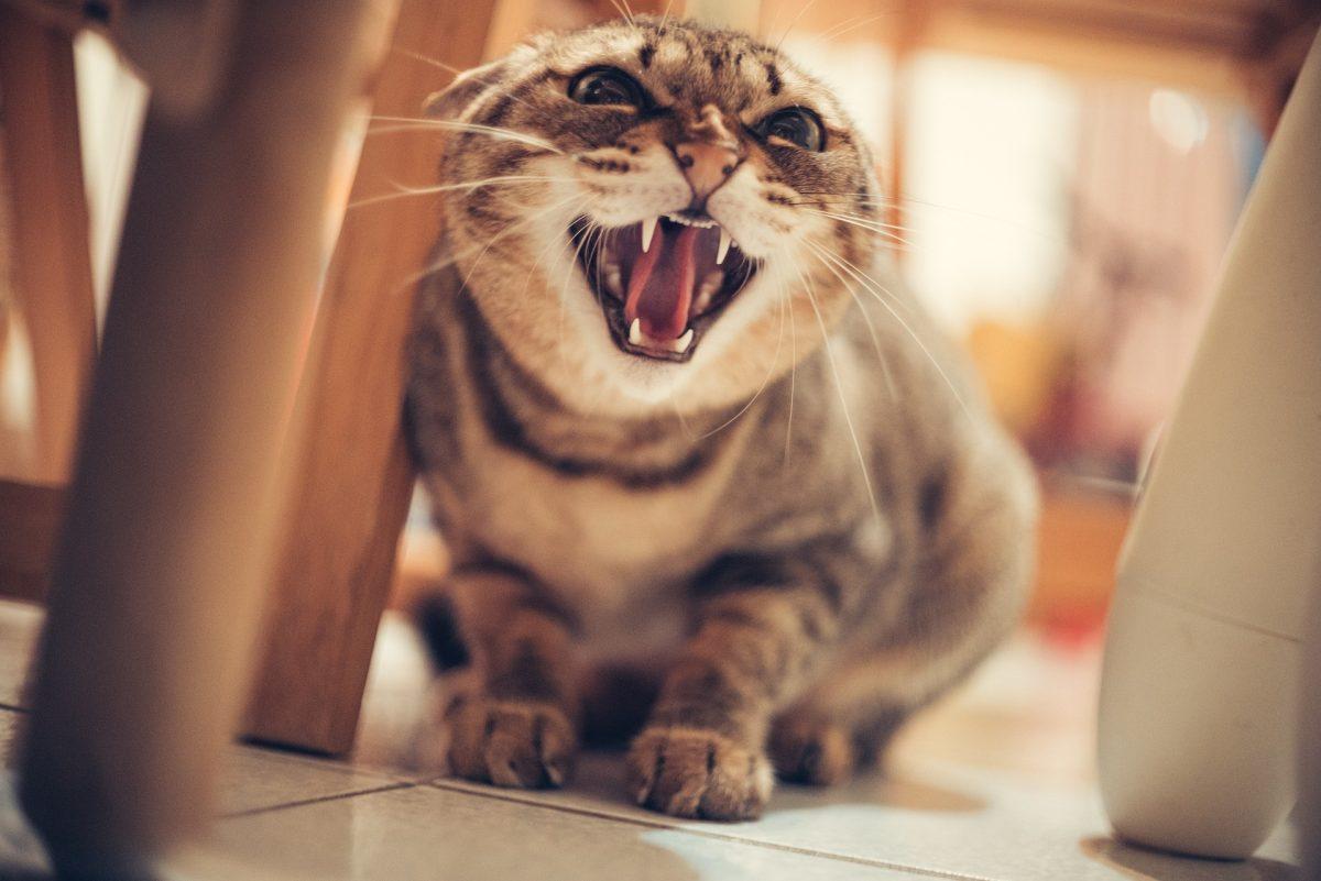 How to Stop Cat Aggression towards Humans​