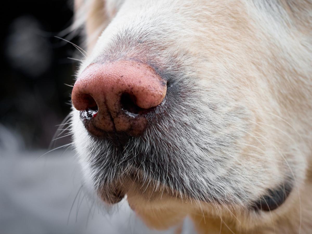 Nasal Discharge in Dogs
