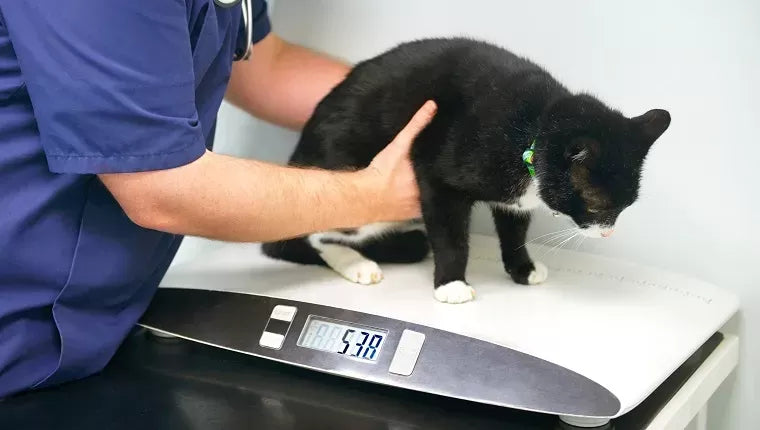 Is My Cat Too Thin
