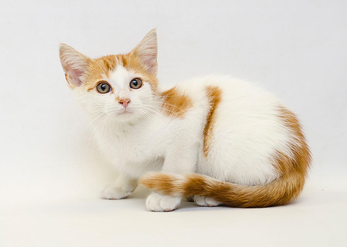 Kitten Killer Virus: What Should You Know