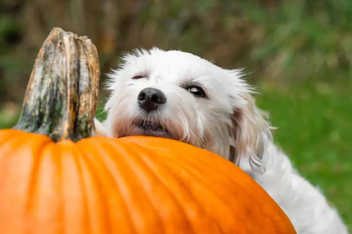 Pumpkin for Dogs