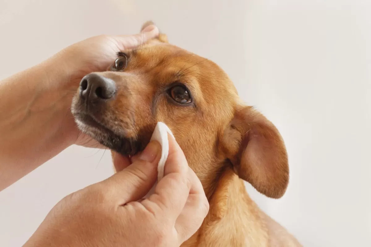 Boric Acid Eye Wash for Dogs