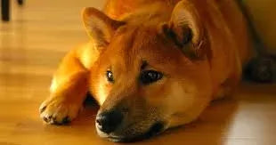 MSM for Dogs: Dosage, Uses and Side Effects