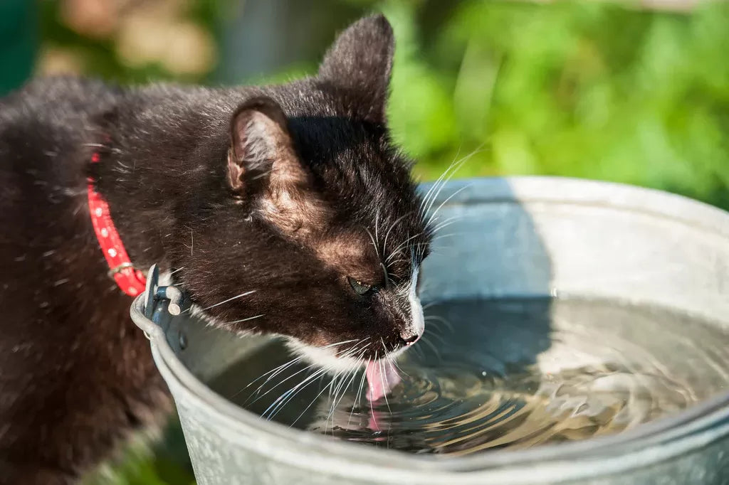 Do Cats Like Cold Water​