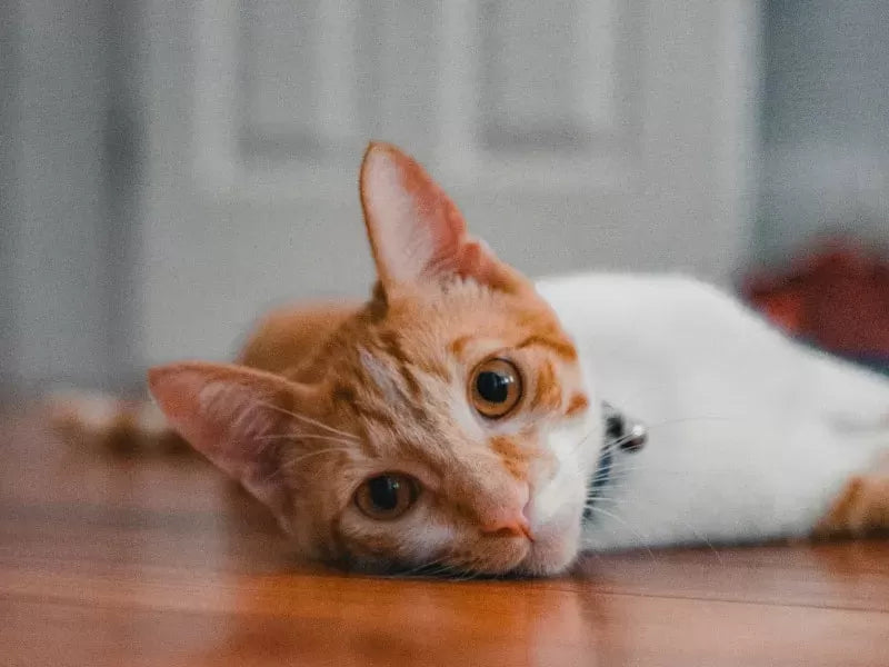 Understanding The Cat with Scoliosis