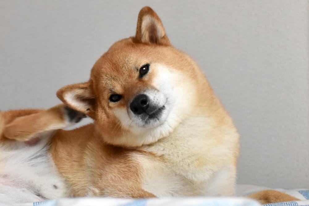 My Dog Has Dry Itchy Ears: What Should I Do