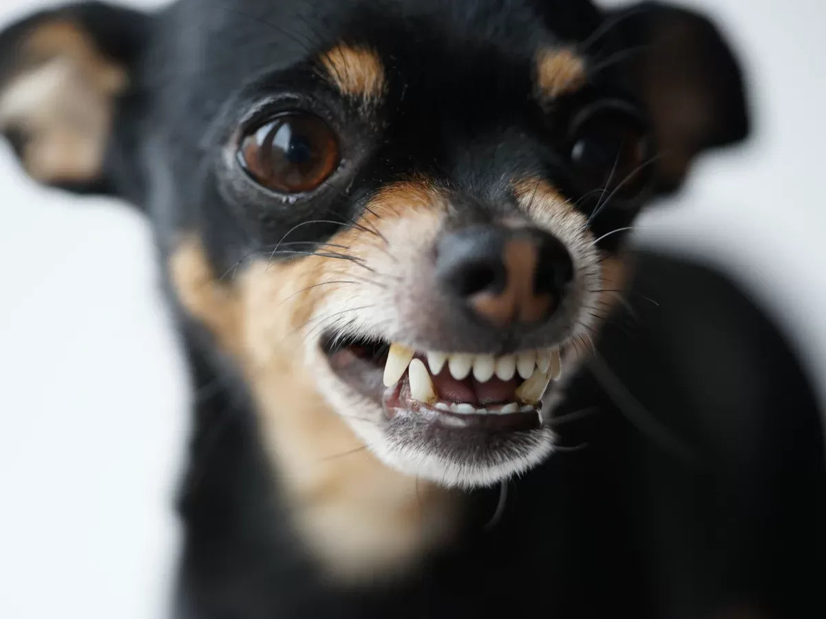 Why Is My Dog Cranky Some Mornings