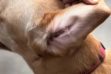 Dog Ear Mites vs. Ear Wax: Understanding the Differences