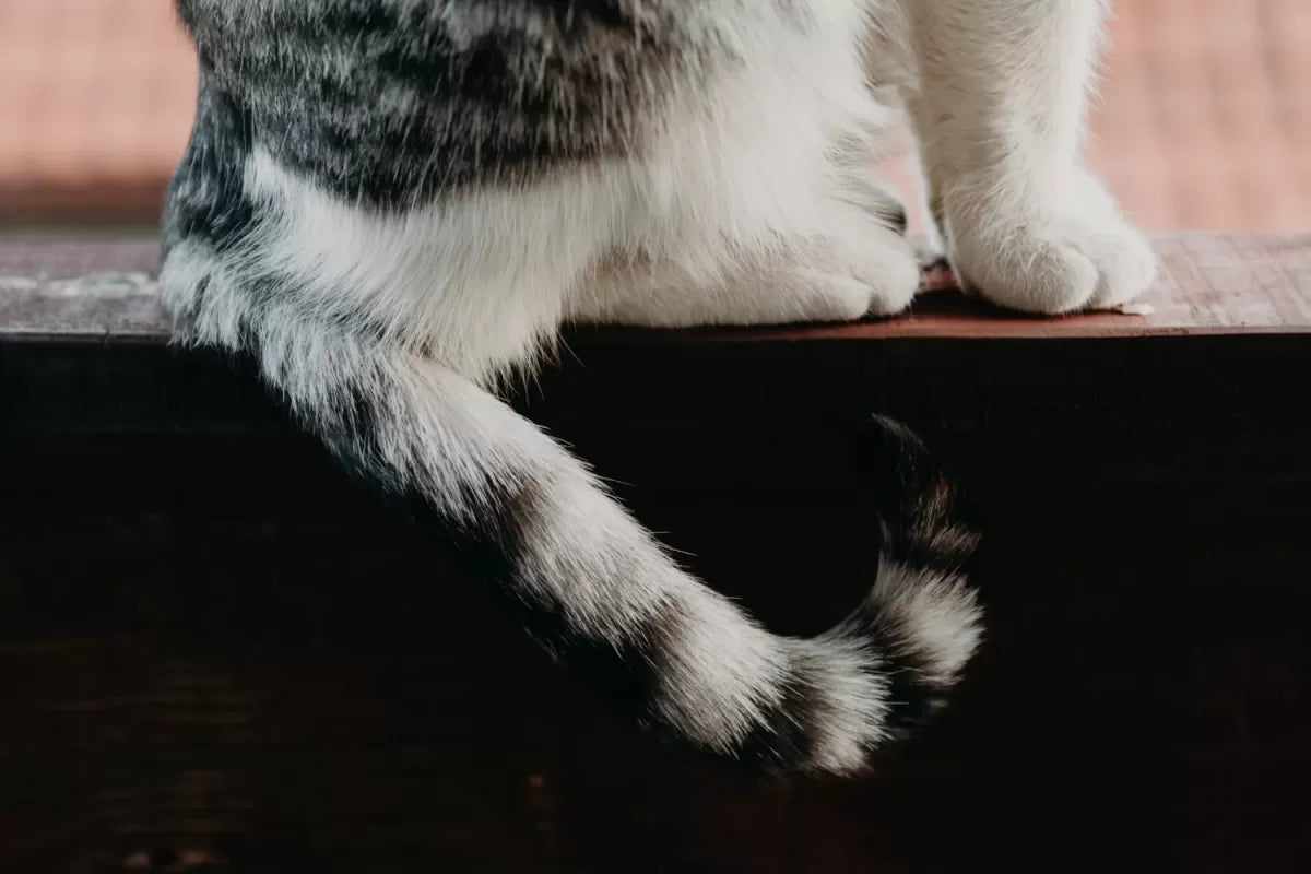 Do Cats Have Bones in Their Tails​