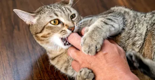 Why Does My Cat Lick Me Then Bite Me